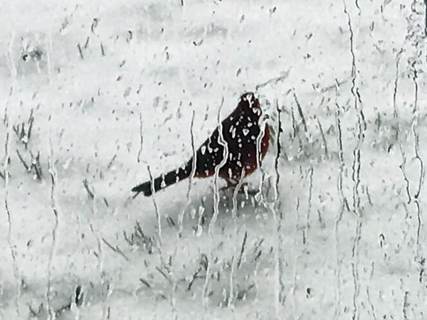 bird in the snow